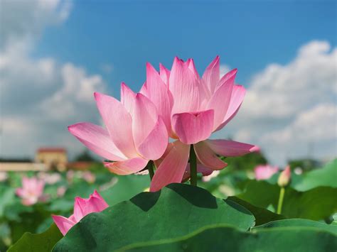 蓮花種植水深|白河區農會